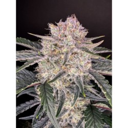 Strawberry Gorilla Auto Fast Buds immagine 3