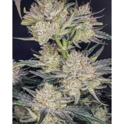 Strawberry Gorilla Auto Fast Buds immagine 4