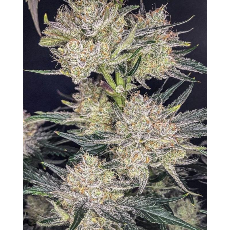 Strawberry Gorilla Auto Fast Buds immagine 4