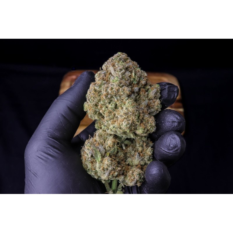 Strawberry Gorilla Auto Fast Buds immagine 5