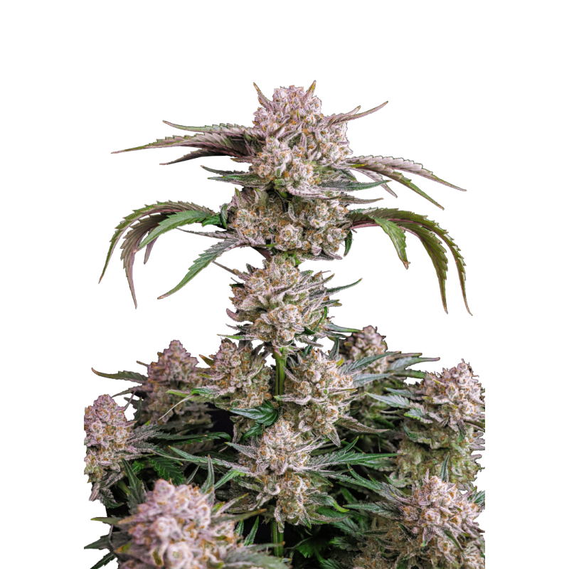 Strawberry Gorilla Auto Fast Buds immagine 7