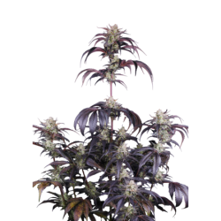 Strawberry Gorilla Auto RF3 Fast Buds