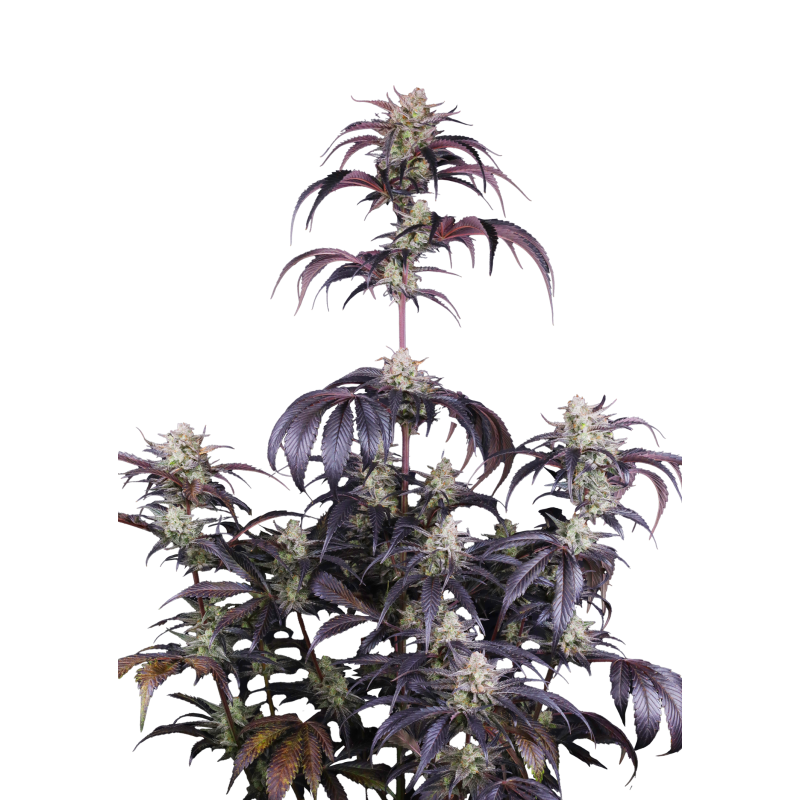 Strawberry Gorilla Auto RF3 Fast Buds