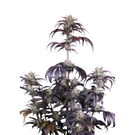 Strawberry Gorilla Auto RF3 Fast Buds