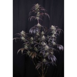 Strawberry Gorilla Auto RF3 Fast Buds immagine 2