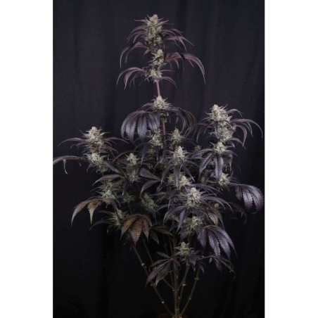 Strawberry Gorilla Auto RF3 Fast Buds immagine 2