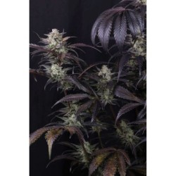 Strawberry Gorilla Auto RF3 Fast Buds immagine 3
