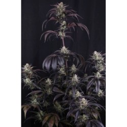 Strawberry Gorilla Auto RF3 Fast Buds immagine 4