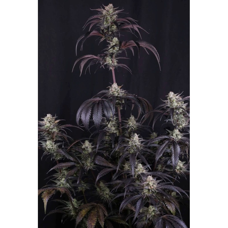 Strawberry Gorilla Auto RF3 Fast Buds immagine 4