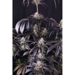 Strawberry Gorilla Auto RF3 Fast Buds immagine 5