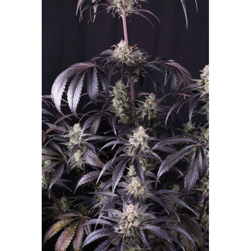 Strawberry Gorilla Auto RF3 Fast Buds immagine 5