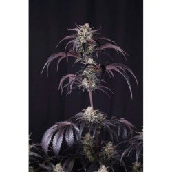Strawberry Gorilla Auto RF3 Fast Buds immagine 6