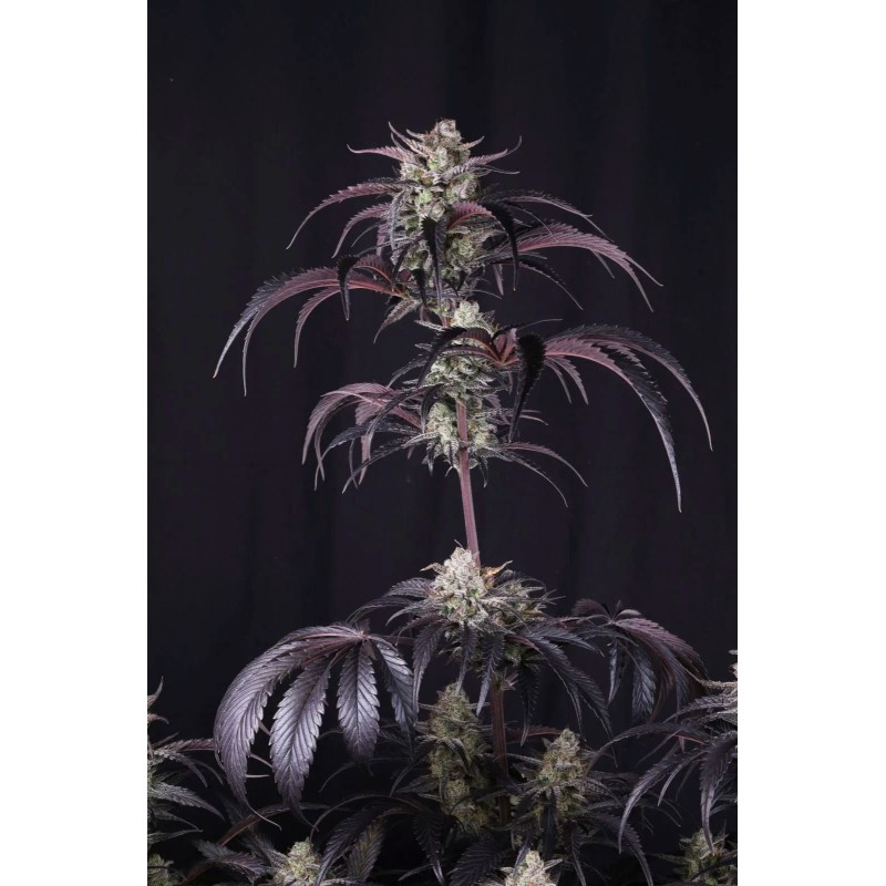 Strawberry Gorilla Auto RF3 Fast Buds immagine 6