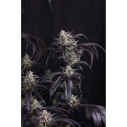 Strawberry Gorilla Auto RF3 Fast Buds immagine 7