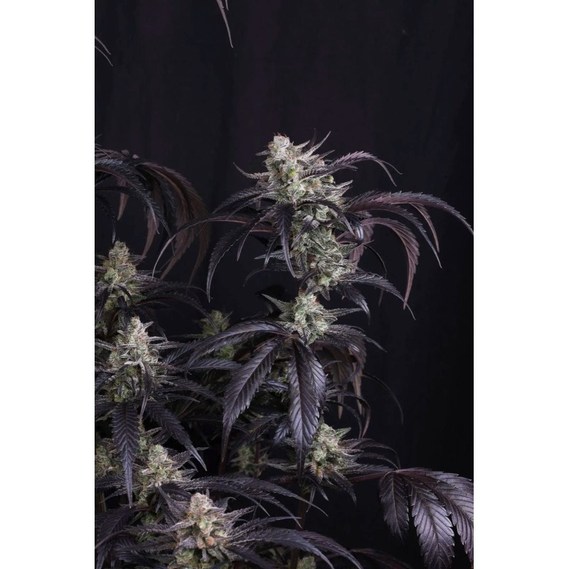 Strawberry Gorilla Auto RF3 Fast Buds immagine 7
