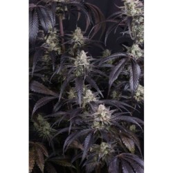 Strawberry Gorilla Auto RF3 Fast Buds immagine 8
