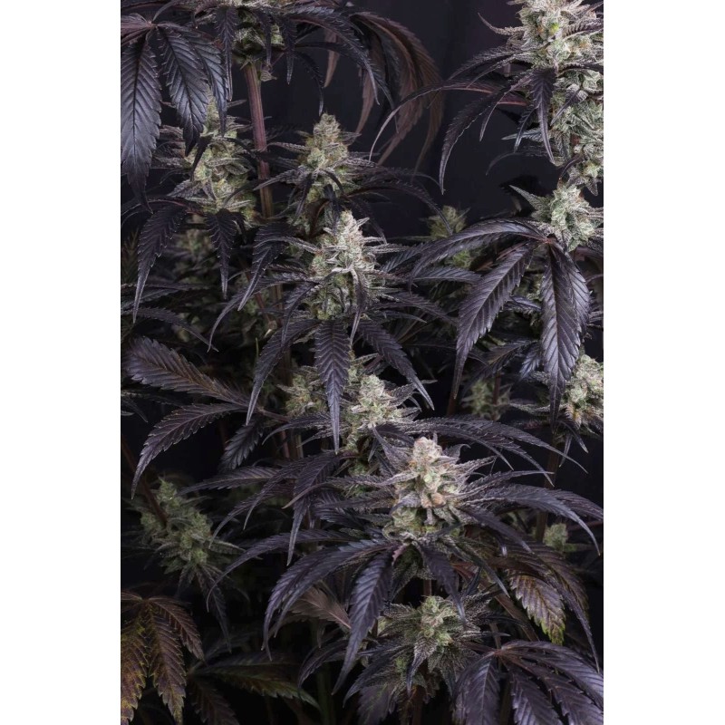 Strawberry Gorilla Auto RF3 Fast Buds immagine 8