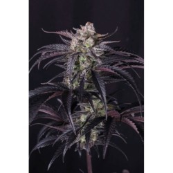 Strawberry Gorilla Auto RF3 Fast Buds immagine 9
