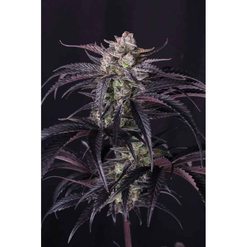 Strawberry Gorilla Auto RF3 Fast Buds immagine 9