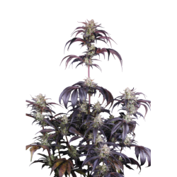 Strawberry Gorilla Auto RF3 Fast Buds immagine 10
