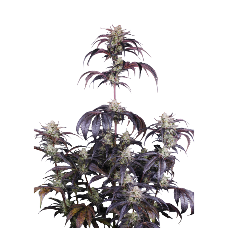 Strawberry Gorilla Auto RF3 Fast Buds immagine 10