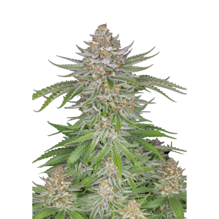 Strawberry Pie Auto Fast Buds