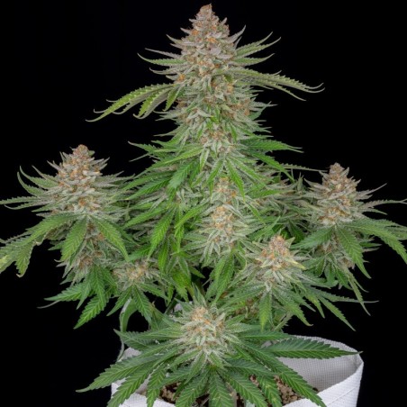 Strawberry Pie Auto Fast Buds immagine 2
