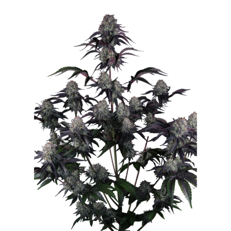 Sundae Frost Auto Fast Buds