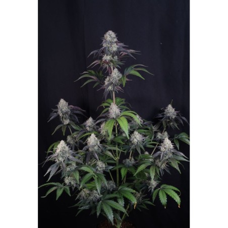 Sundae Frost Auto Fast Buds immagine 2
