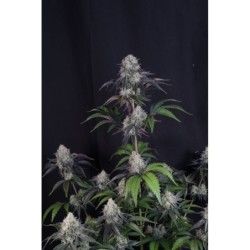 Sundae Frost Auto Fast Buds immagine 3