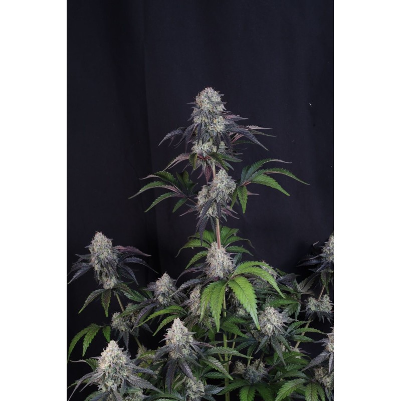 Sundae Frost Auto Fast Buds immagine 3