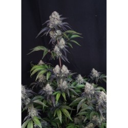 Sundae Frost Auto Fast Buds immagine 4