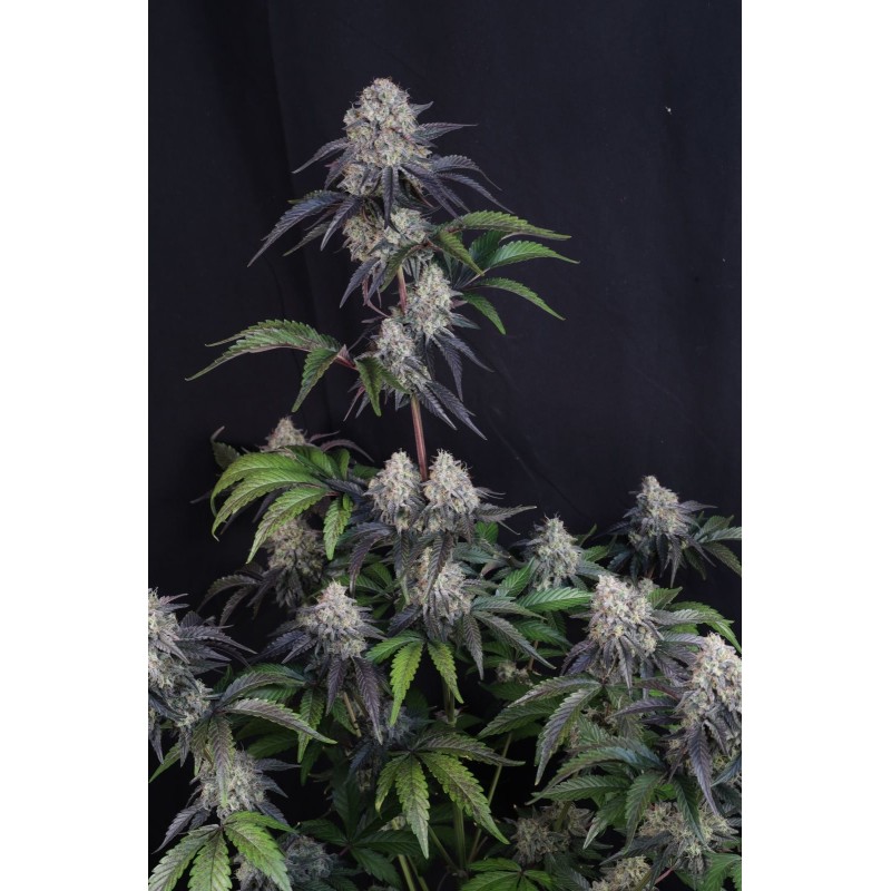Sundae Frost Auto Fast Buds immagine 4