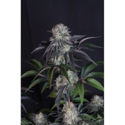 Sundae Frost Auto Fast Buds immagine 5