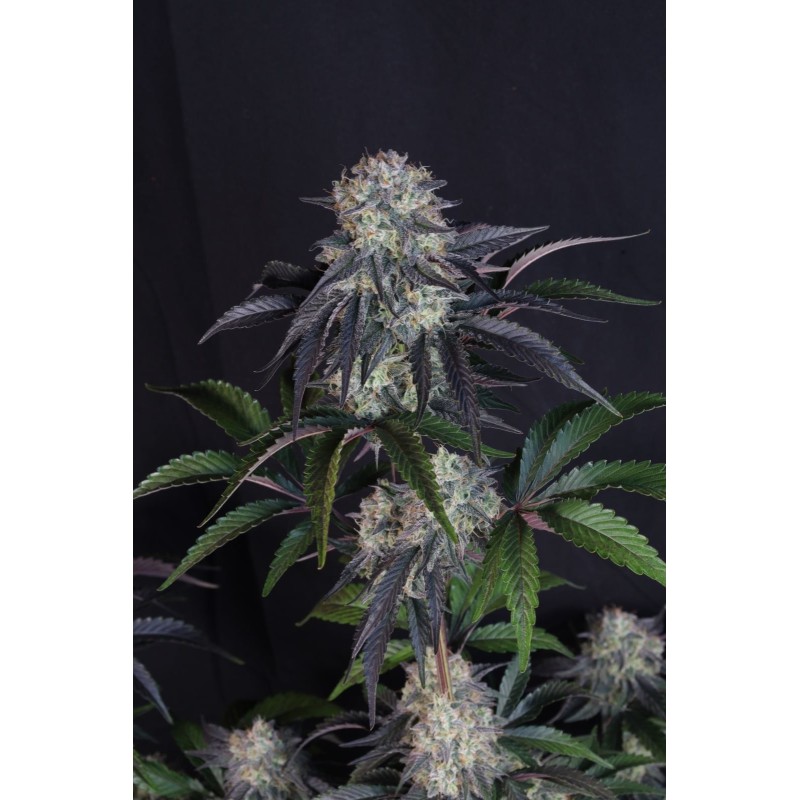 Sundae Frost Auto Fast Buds immagine 5