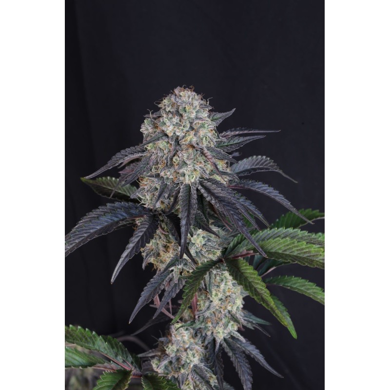 Sundae Frost Auto Fast Buds immagine 6
