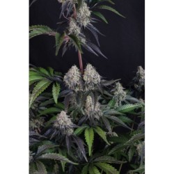 Sundae Frost Auto Fast Buds immagine 7