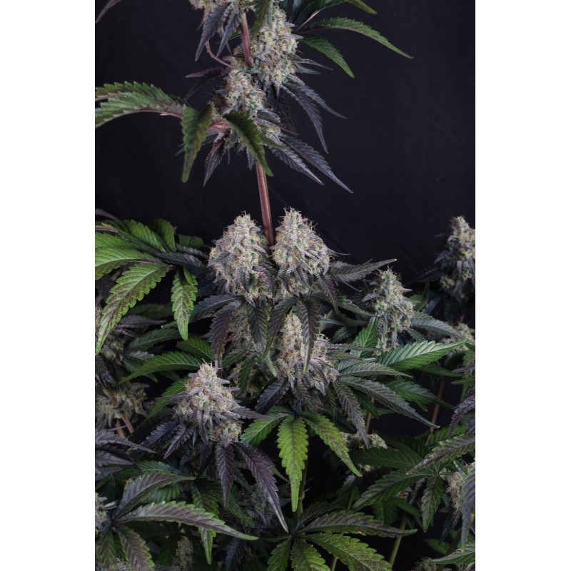 Sundae Frost Auto Fast Buds immagine 7