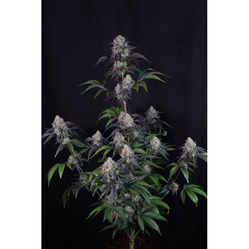 Sundae Frost Auto Fast Buds immagine 8