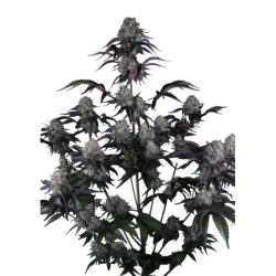 Sundae Frost Auto Fast Buds immagine 9