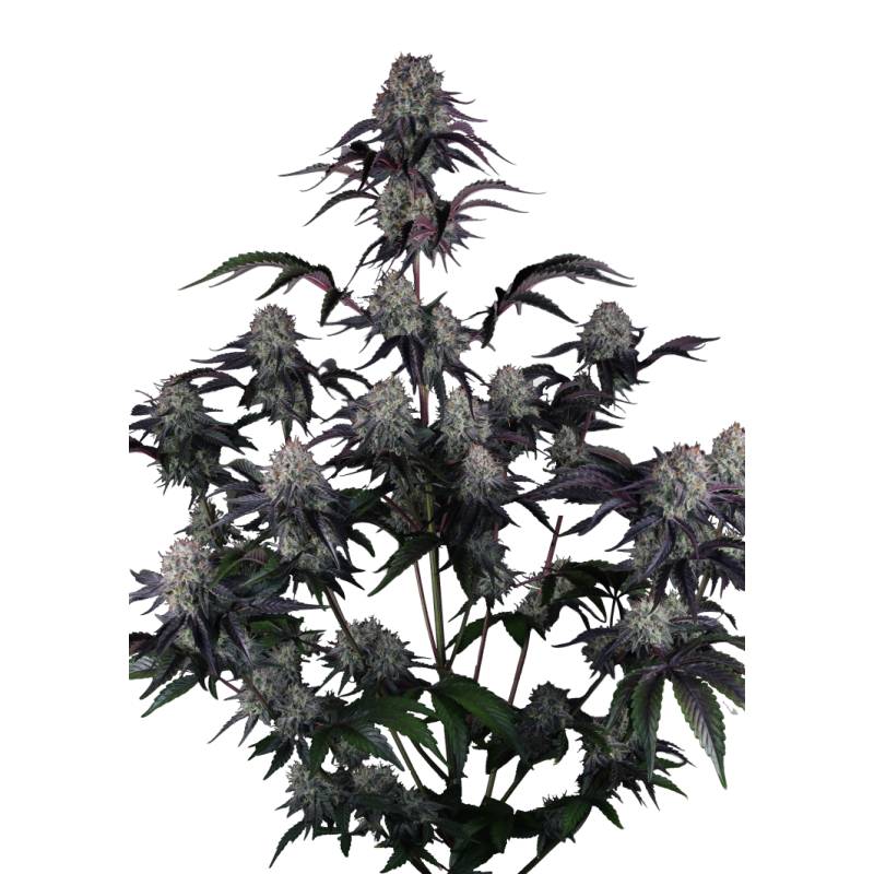Sundae Frost Auto Fast Buds immagine 9