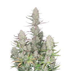 Tropicana Cookies Auto Fast Buds