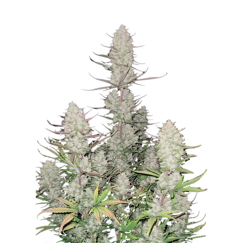 Tropicana Cookies Auto Fast Buds