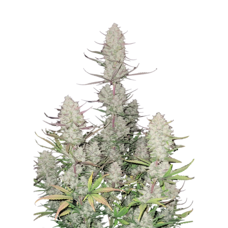 Tropicana Cookies Auto Fast Buds