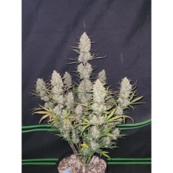 Tropicana Cookies Auto Fast Buds immagine 2