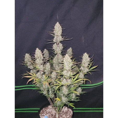 Tropicana Cookies Auto Fast Buds immagine 2
