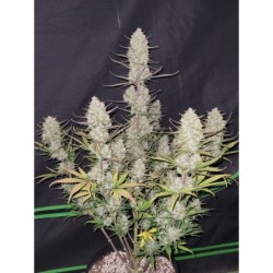 Tropicana Cookies Auto Fast Buds immagine 3