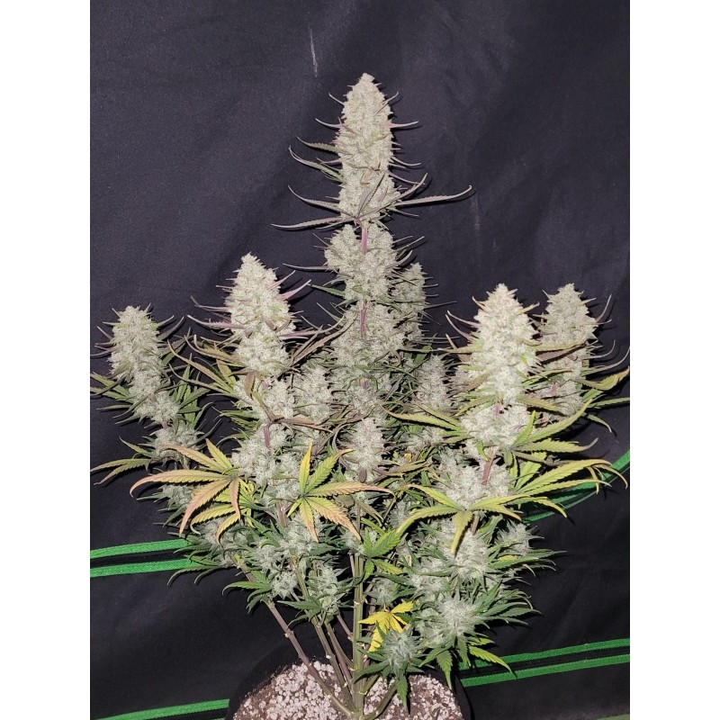 Tropicana Cookies Auto Fast Buds immagine 3