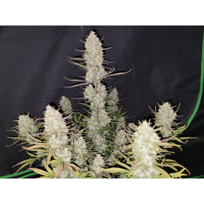 Tropicana Cookies Auto Fast Buds immagine 4