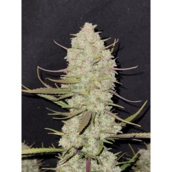 Tropicana Cookies Auto Fast Buds immagine 5
